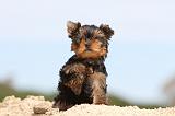 YORKSHIRE TERRIER 015